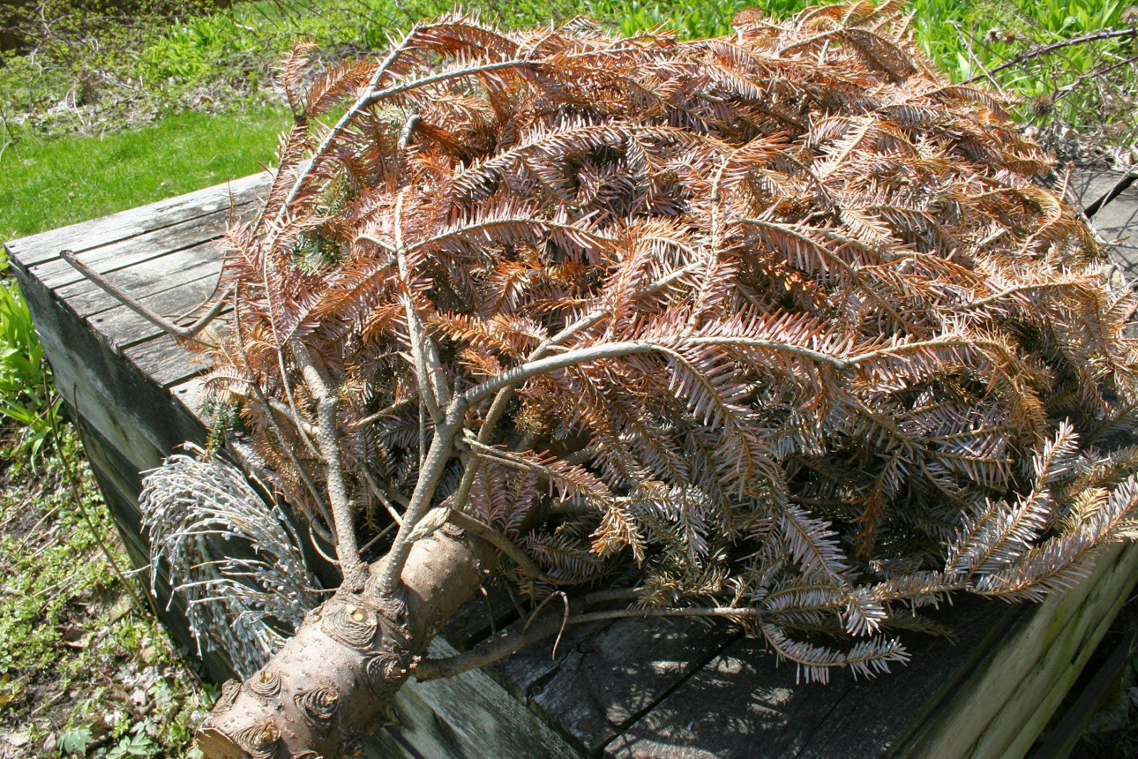 Fife icke Montana Roué: 7th Day Surprise - Over and out!