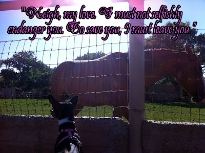 Nailah the basenji rescue dog Nailah the basenji rescue dog - BRaT Blog post