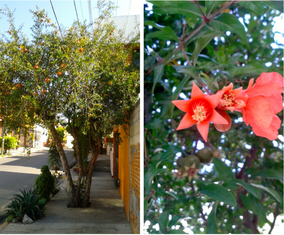 Flavors of Oaxaca: Oaxacan flowers