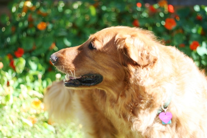 side view of hunter's face with nasturtiums in the background