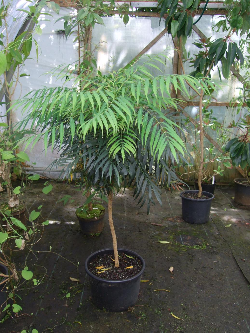 Soft Caress Mahonia Mobile Wallpapers