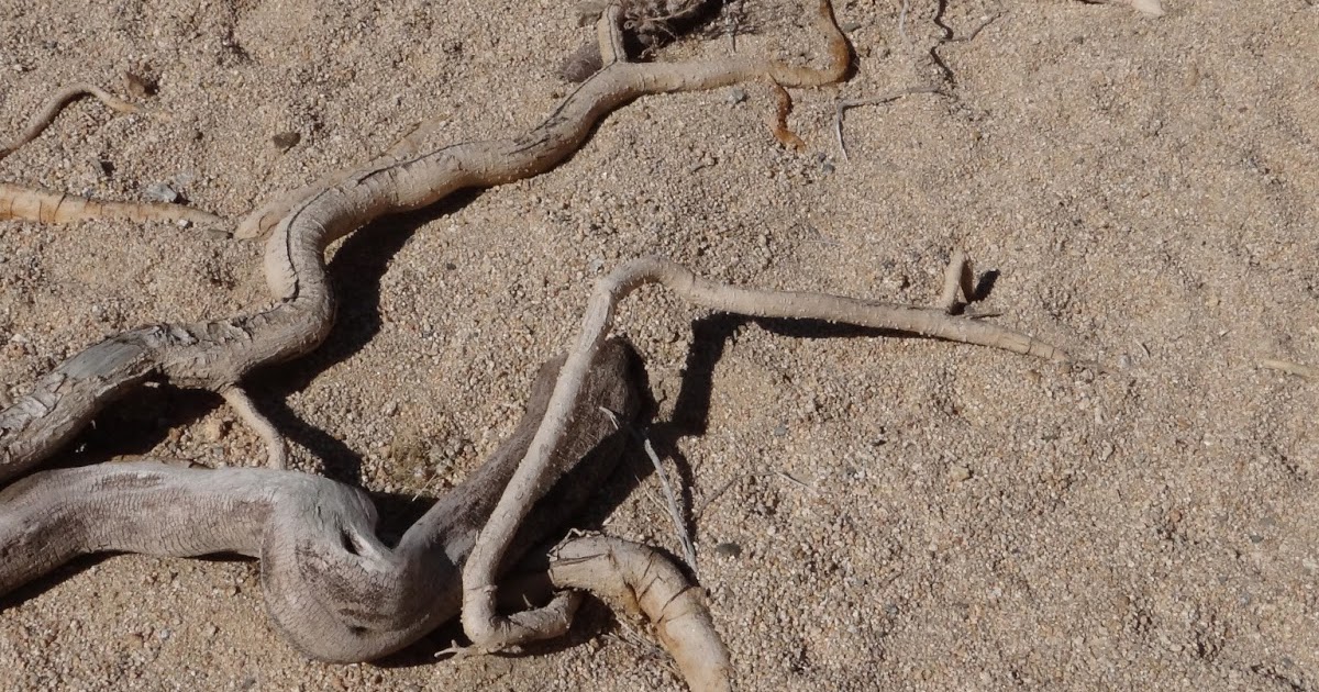 The adventures of LaPuce Wooden snakes Joshua Tree National Park