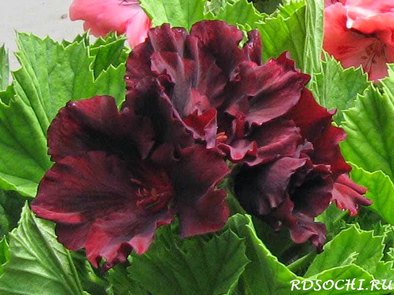 Цветок Пеларгония Фото
