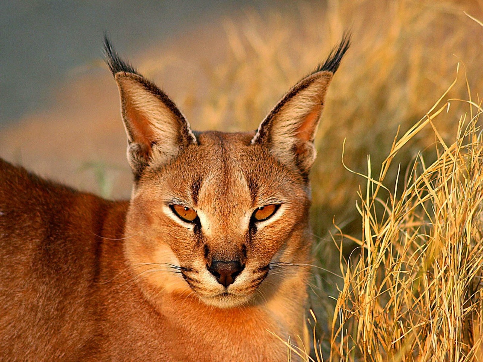 Long Eared African Cat Long Eared African Cat
