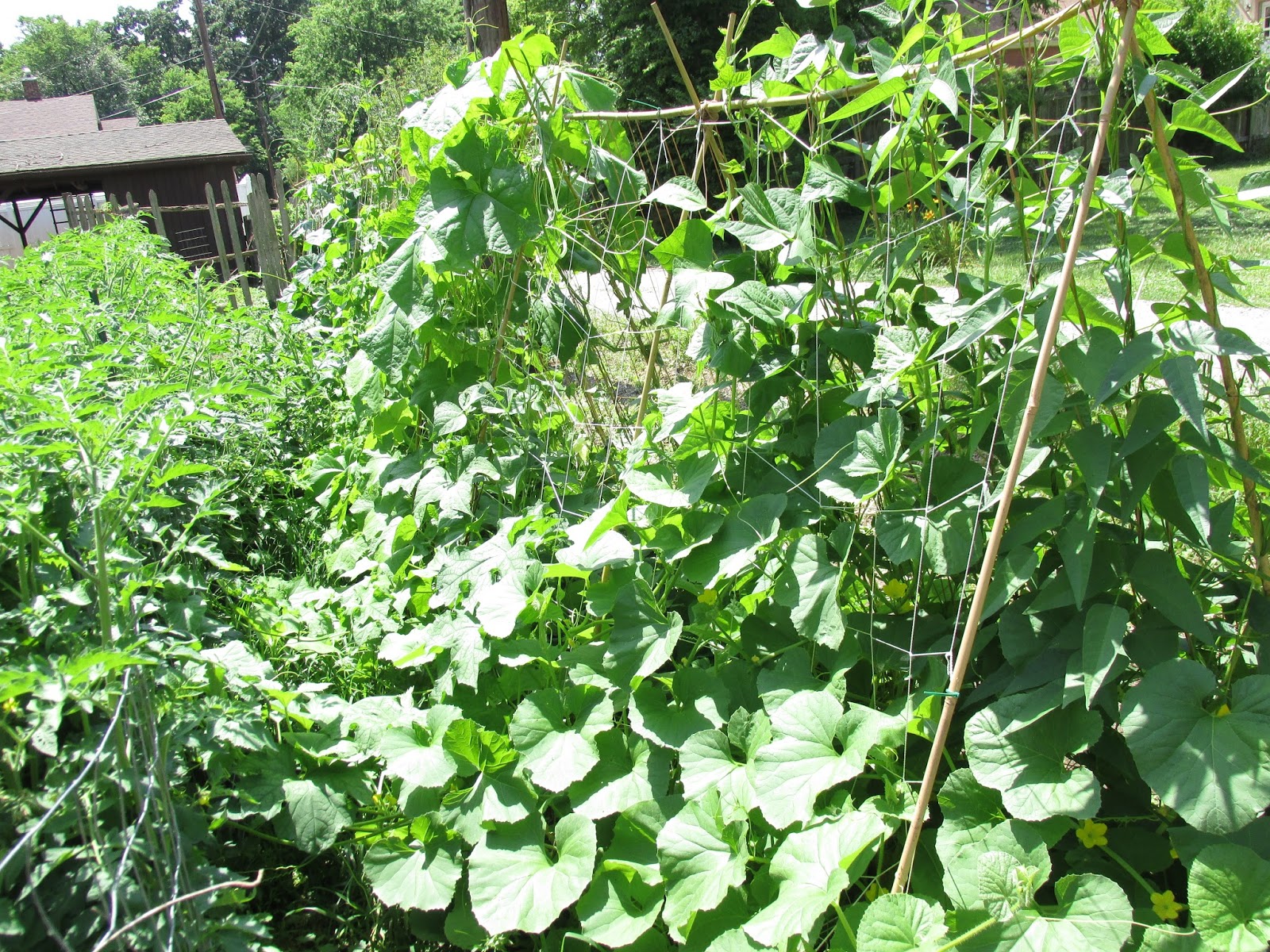 Kentucky Fried Garden Bamboo Ridge Trellis For Cucumbers And Pole
