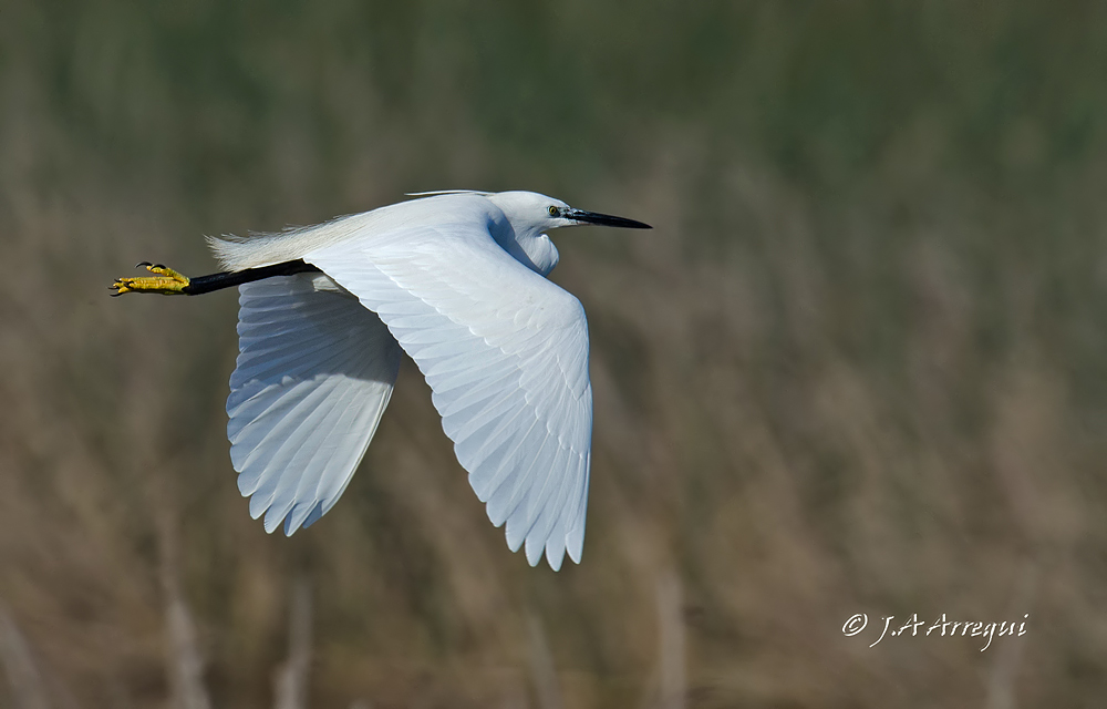 Garceta común, Egretta garzetta, Little Egret Garceta común, Egretta garzetta, Little Egret