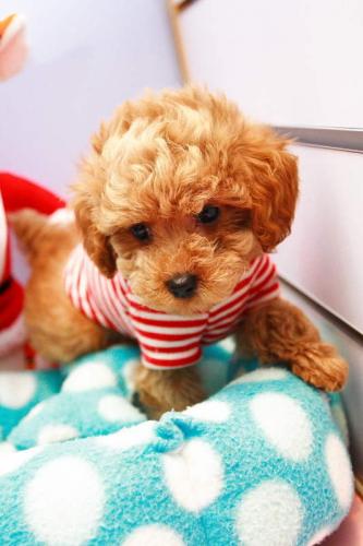 teddy bear poodles for sale
