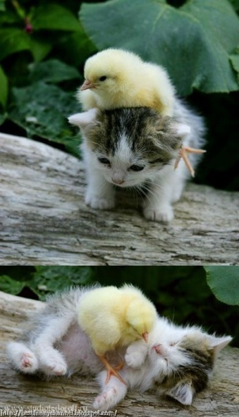 Funny kitty and chickens. 