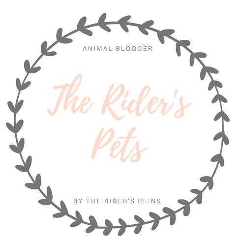 TheRider'sPets