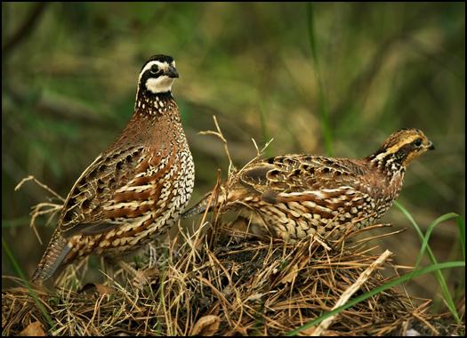 quail