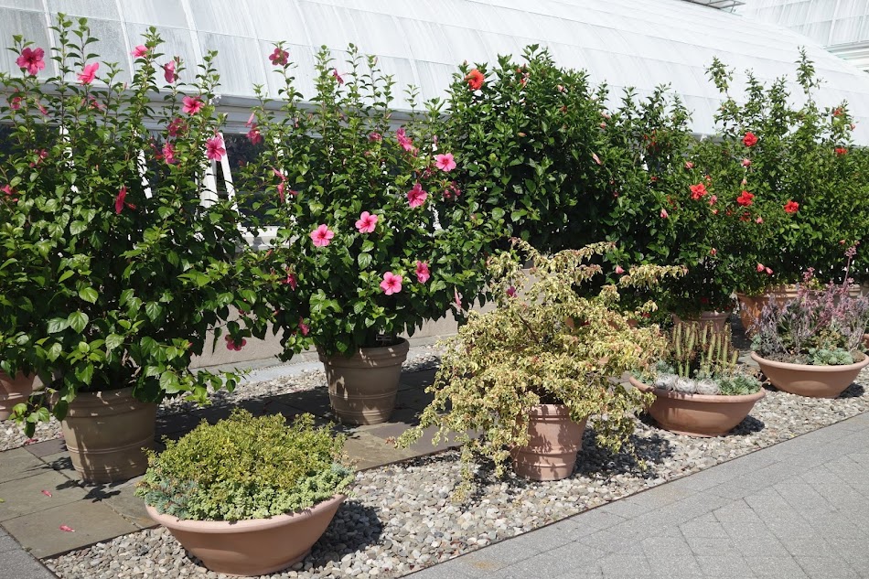 My Life In Gardens