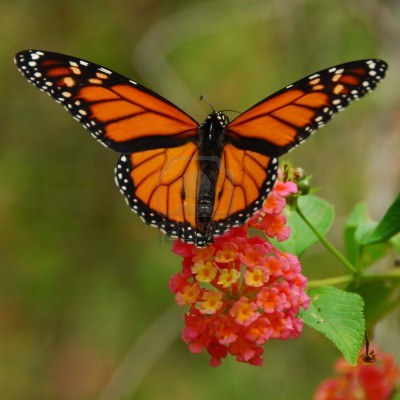 Afbeeldingsresultaat voor flores de septiembre en españa