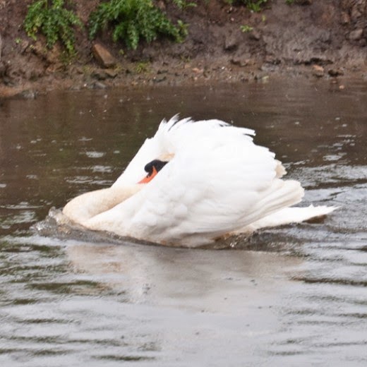 British Birds Pictures of Mute Swan How Swans Attack Pictures of
