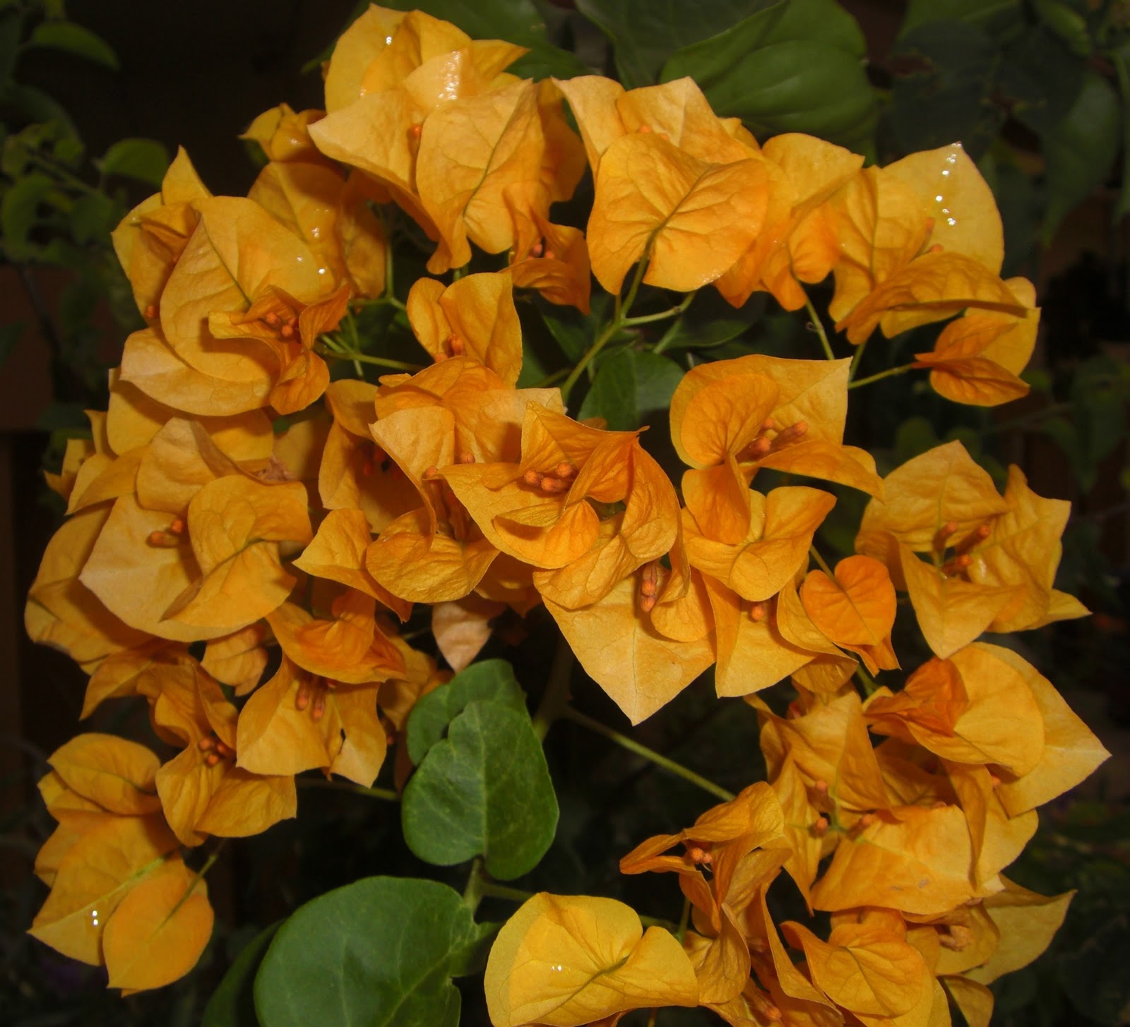 Gardening In South Florida Yellow Bougainvillea