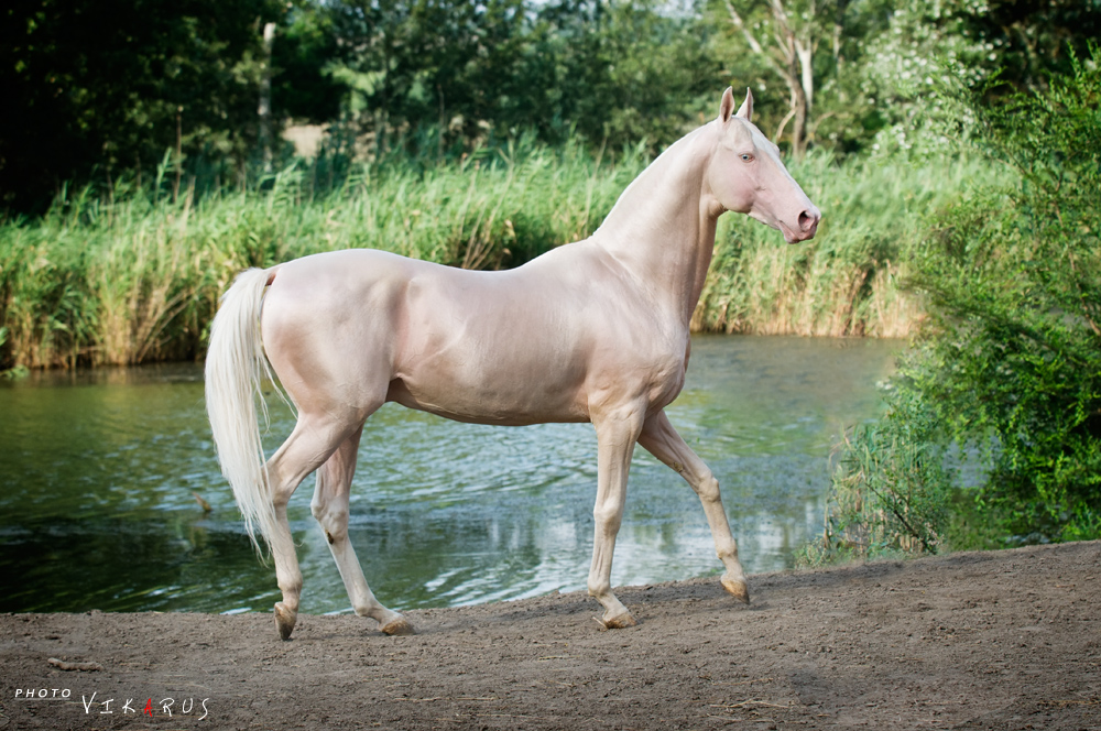 Te gustan los Akhal Teke Cremello? Mira que foto Mundo del Caballo Es