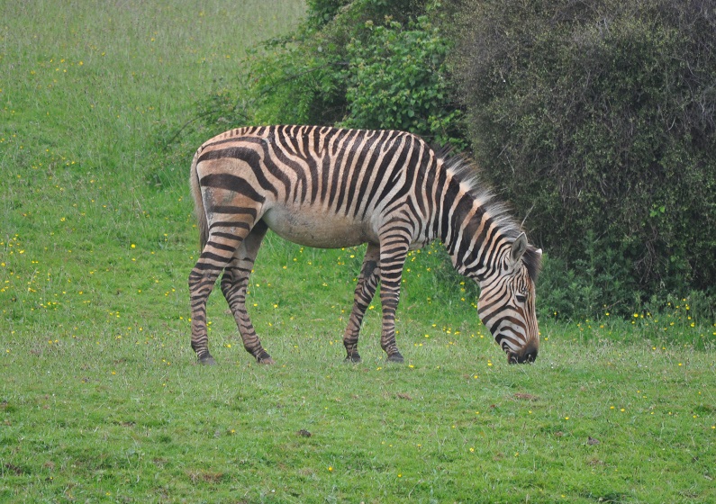 ZOOTOGRAFIANDO (MI COLECCIÓN DE FOTOS DE ANIMALES) CEBRA DE MONTAÑA