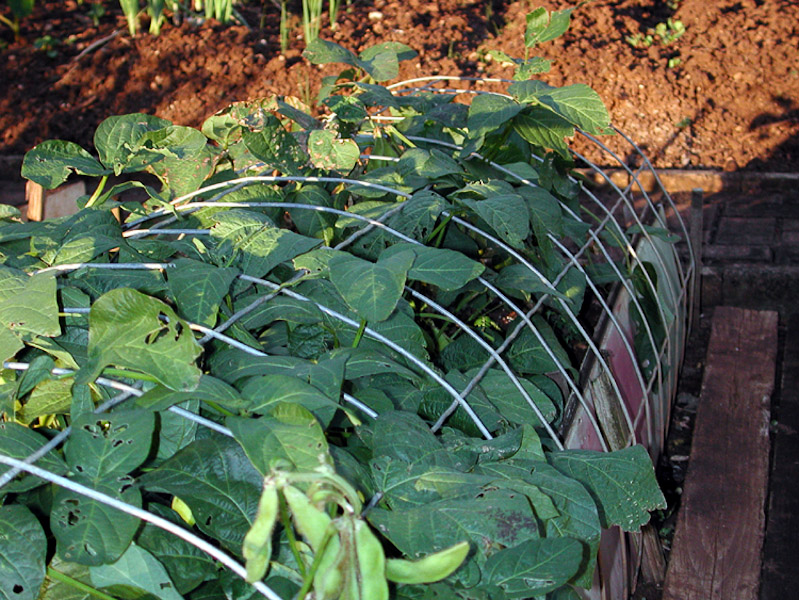 Soybeans Good for Body and Soil Hawaii Horticulture