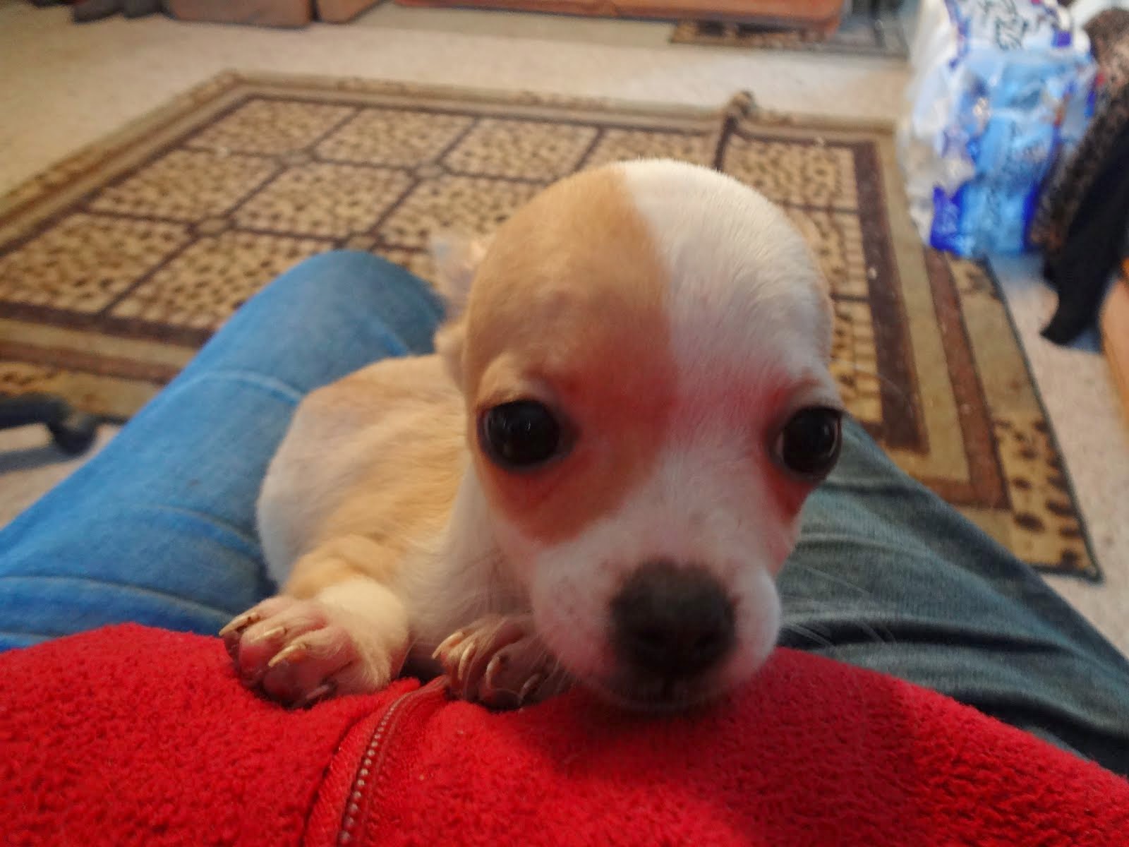 Chihuahua female puppy