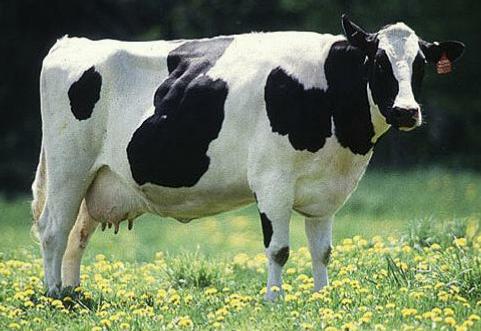 [Image: cow.jpg]