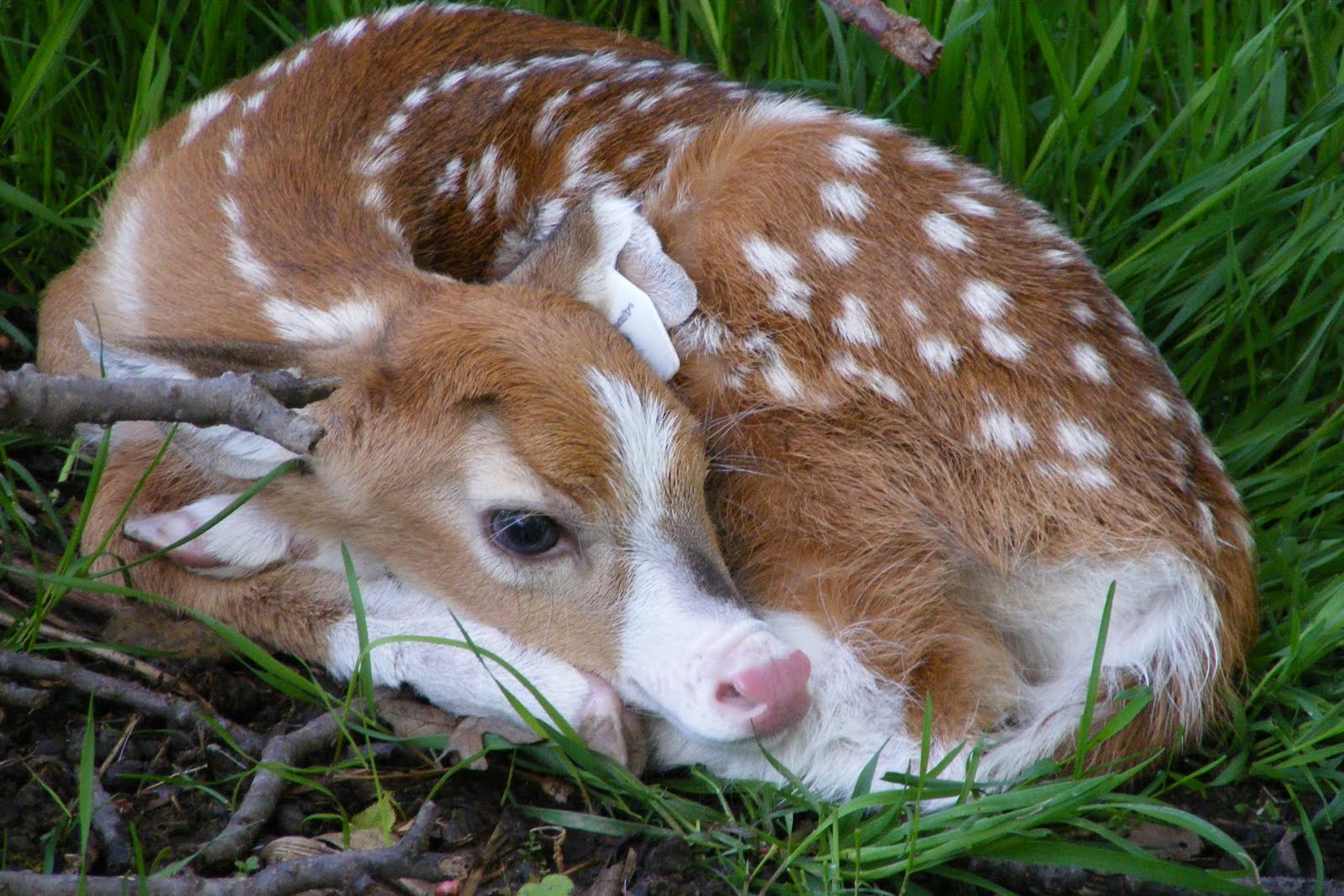 The Best Piebald Whitetail Deer Pictures You've Ever Seen