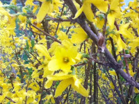 Forsythia are pretty when walking fast or speed walking or reading WALK Magazine.