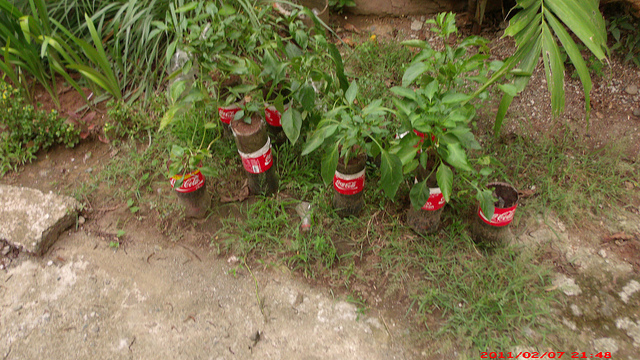 Garrafas de Coca-Cola viram vasos para mudas