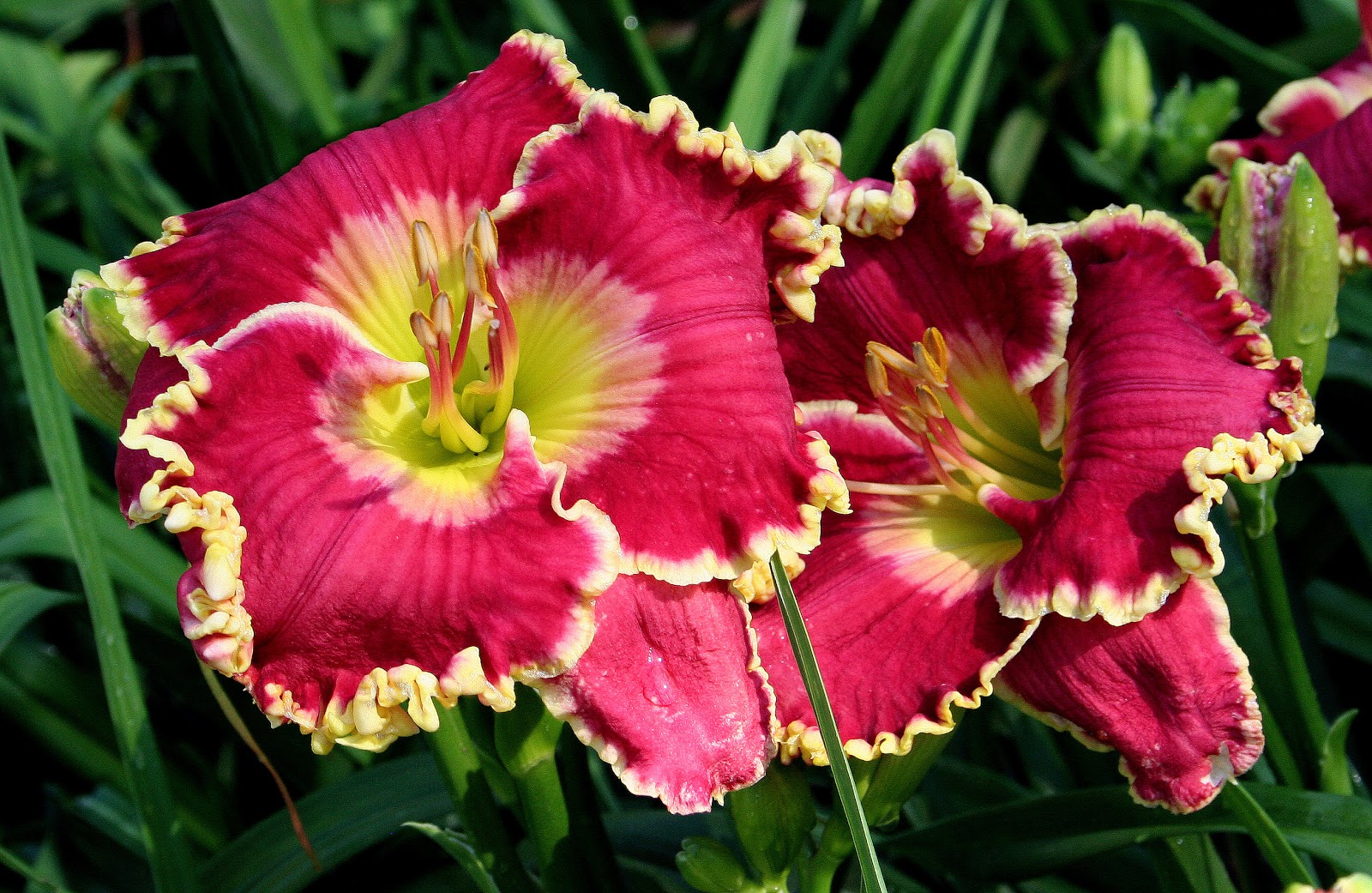 Daylily Plant BRIGHT HAVEN Perennial DF Hensley-D Red Rose Pink Flower