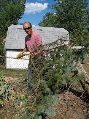 Dad cleaning up blue spruce.