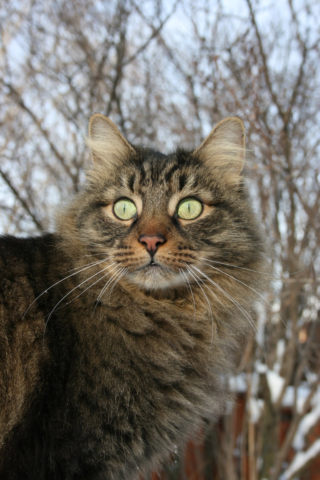 Are Wild Cats Faster Than House Cats Are Wild Cats Faster Than House Cats