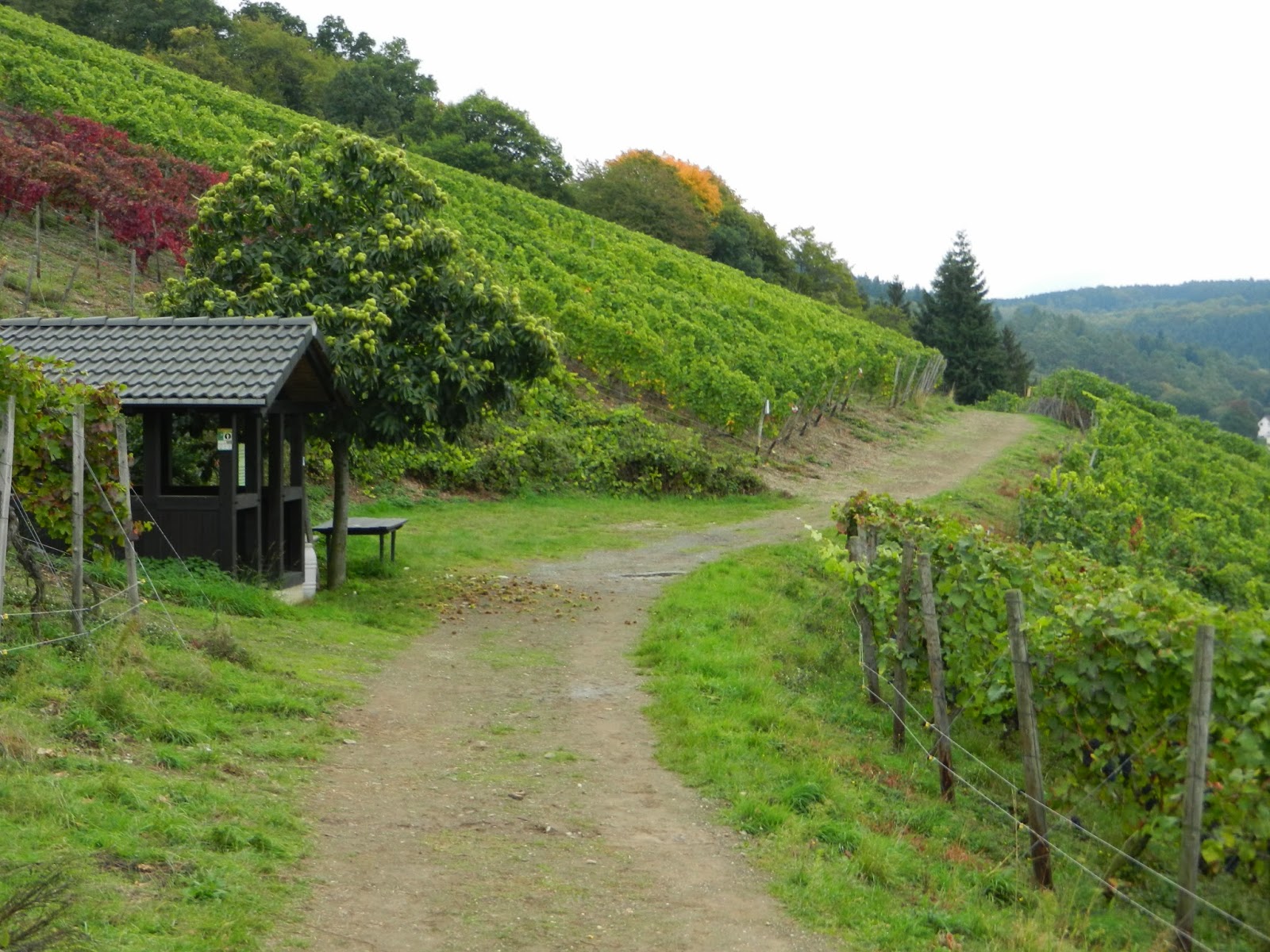 Der Wanderfreund Wilder Rheinsteig Etappe 4 Linz Nach Bad Honnigen