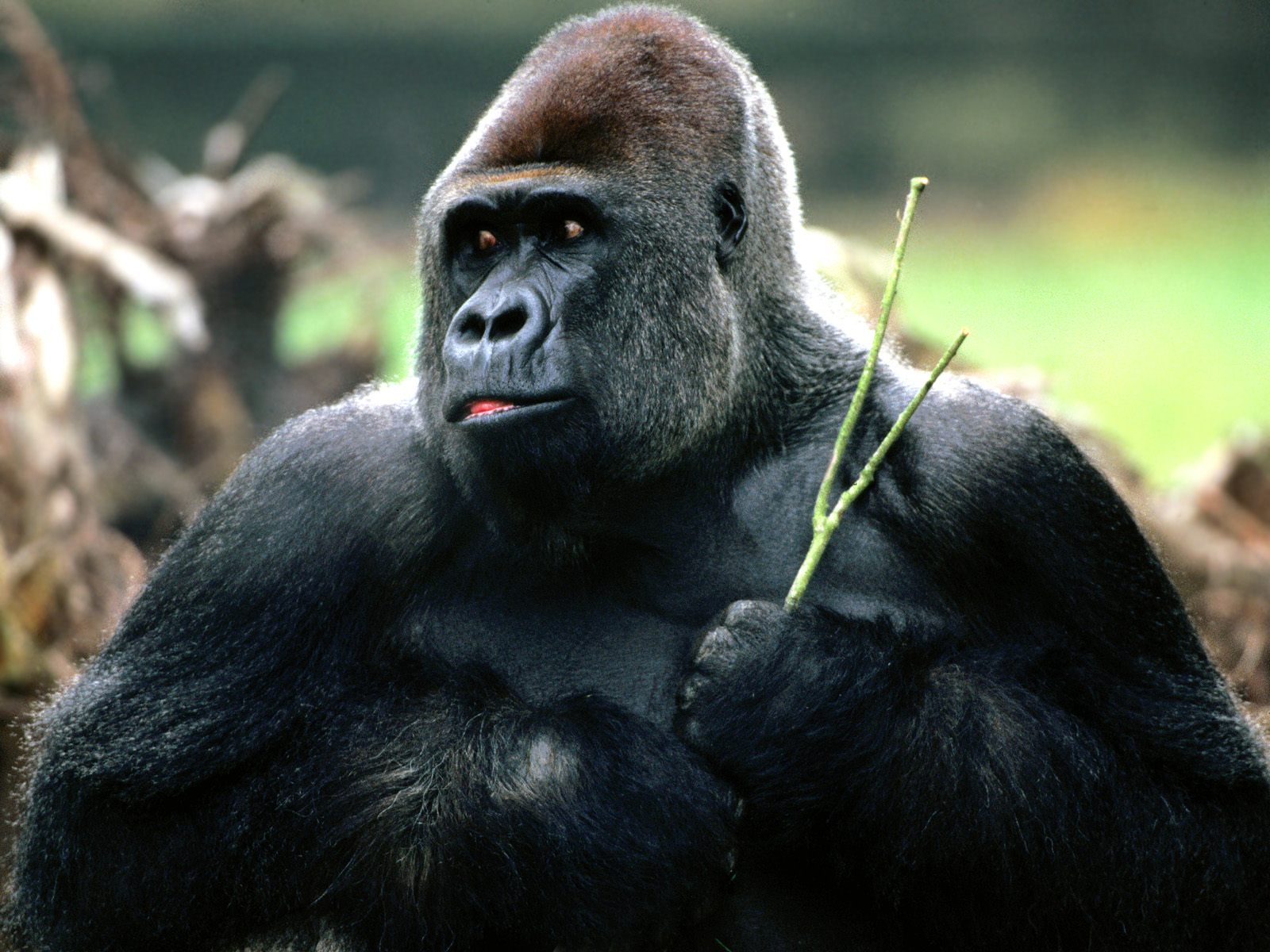Amazon Rainforest Animals Gorilla | collage animals of amazon rainforest Amazon Rainforest Animals Gorilla | collage animals of amazon rainforest