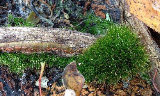 The Rainforest Garden: How to Plant Moss - And Why You Should