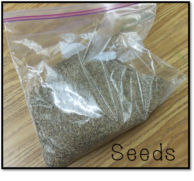 Dream Big Kinders Kindergarten Science Planting Grass with 2 FREEBIES!!