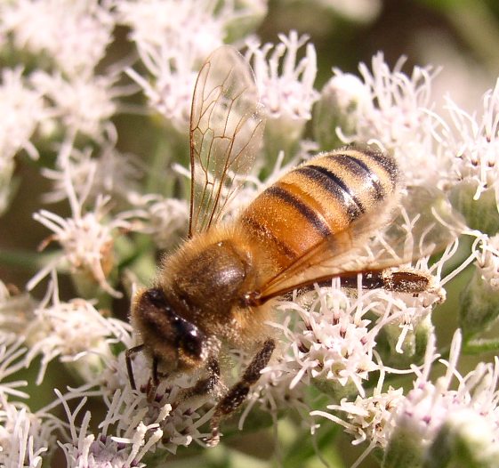 Pollinators What is the Connection Between Honey Bees and Almond Farming?