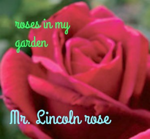 Mr. Lincoln rose