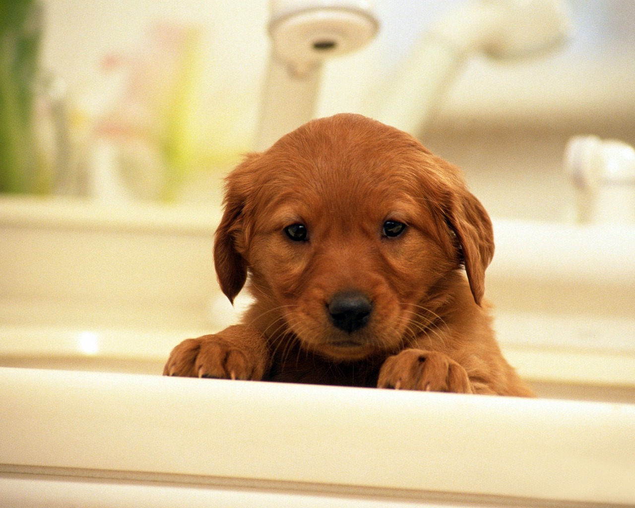 Apple Mac Wallpapers HD