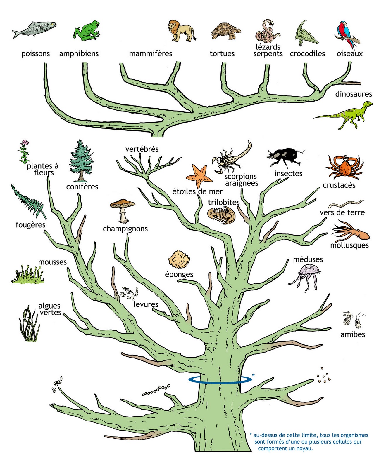 Dessine moi un arbre phylogénétique  Arbre+de+vie+TEXTE