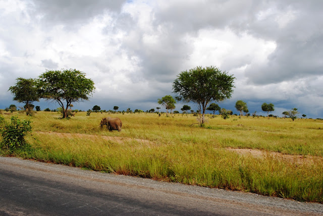  Mikumi National Park Tembea Tanzania