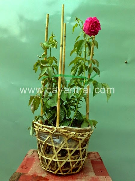 Bán cây dâu tằm bonsai chưng tết (trái ăn được), hồng leo - 2