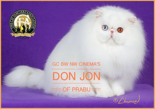 Prabu Cattery Male