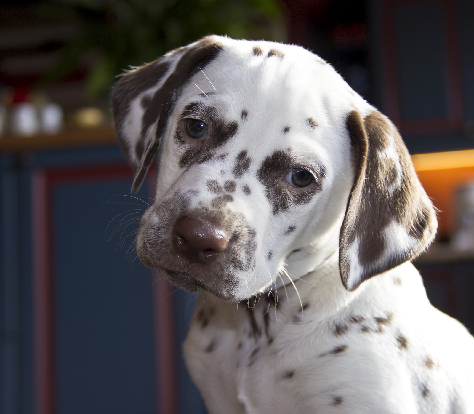 Dalmatian Cute Puppies Pup