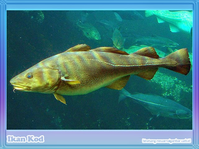 Ikan Kod Ikan Kod