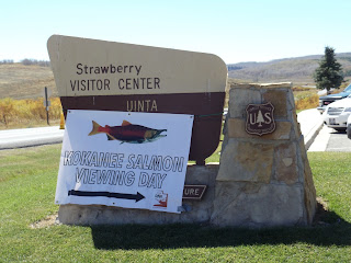 Kokanee Salmon Viewing Day Strawberry Reservoir Utah