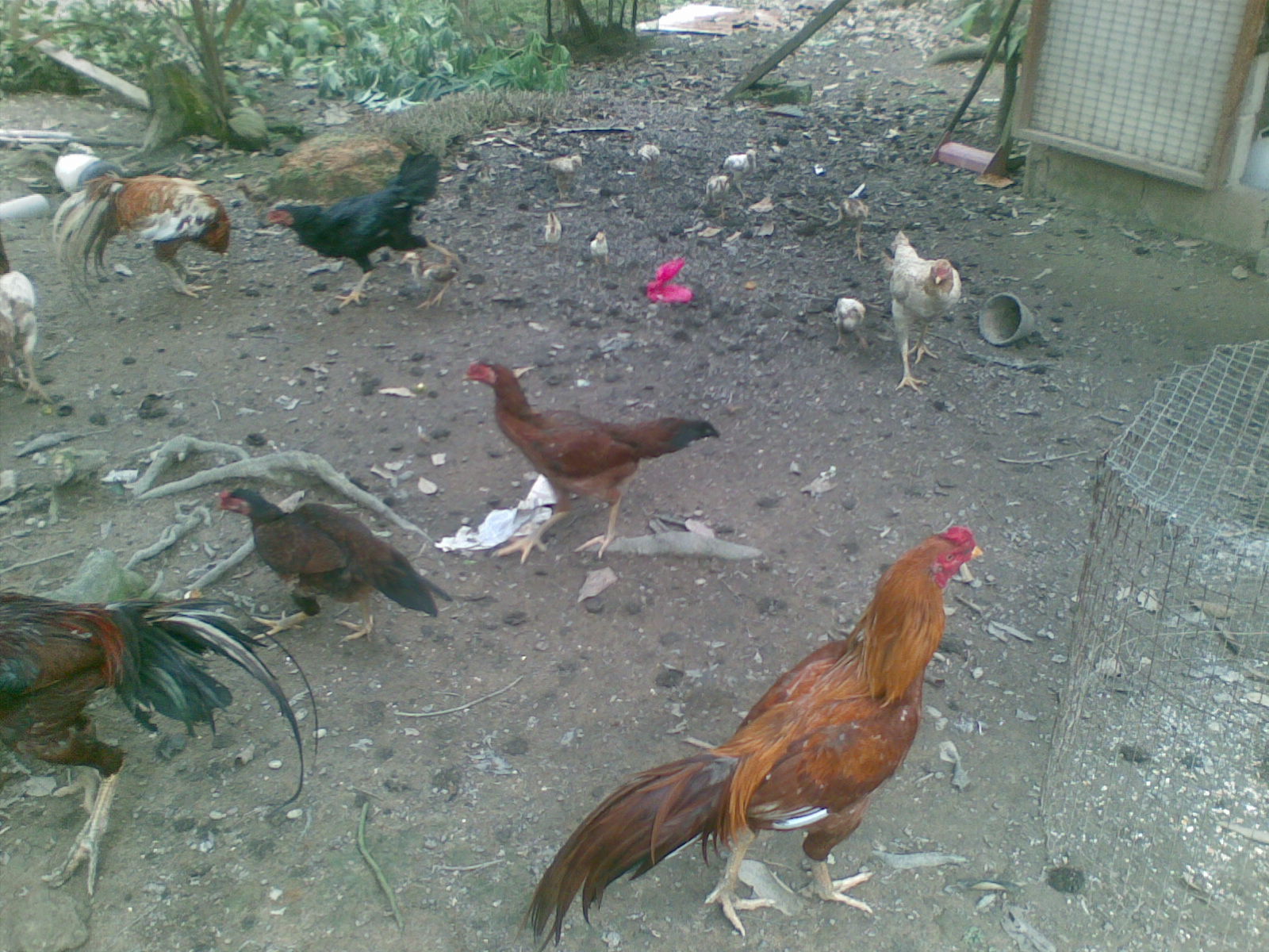 Ayam Siam Sabung Untuk Dijual Betina Ayam Siam Sabung Untuk Dijual Betina