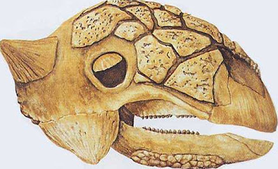 Euoplocephalus skull