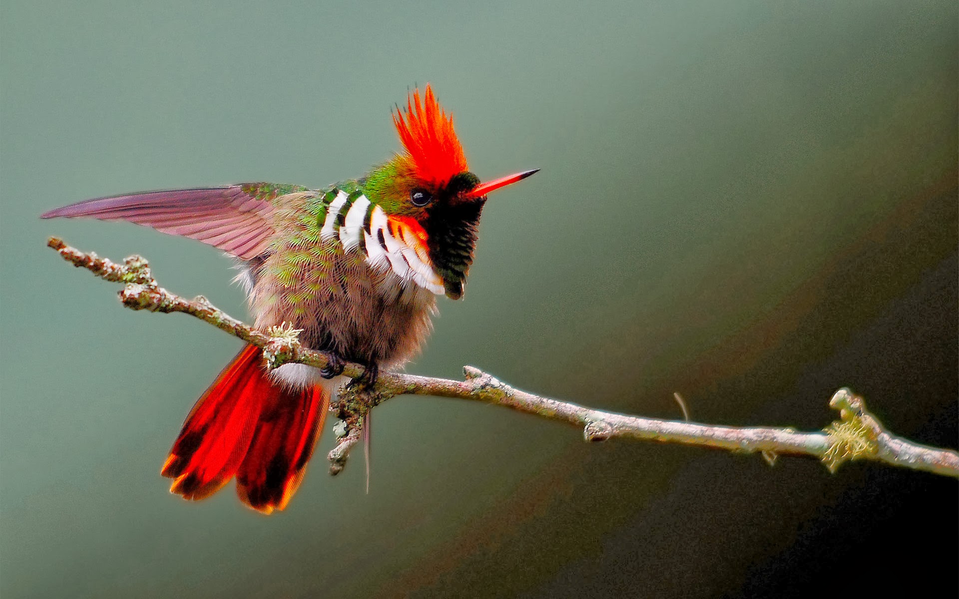 Tufted Coquette Aves, Seres magicos, Insectos