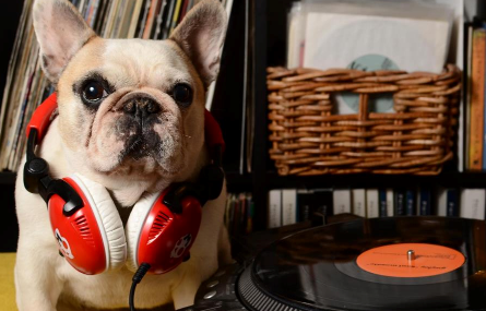 dj s dogs the world s dj dj s dogs the world s dj