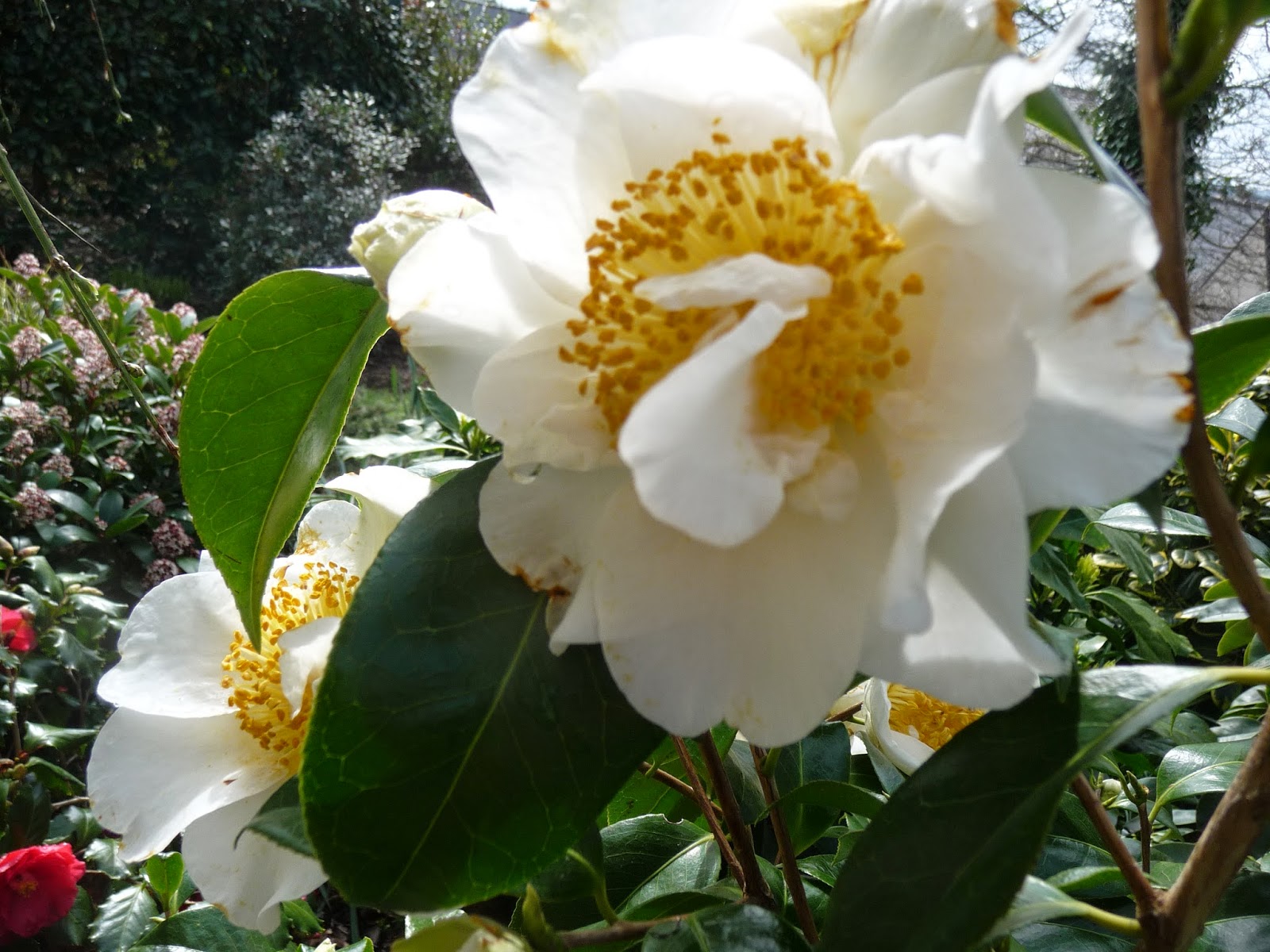 Roses Du Jardin Cheneland Skimmia Japonica Rubella