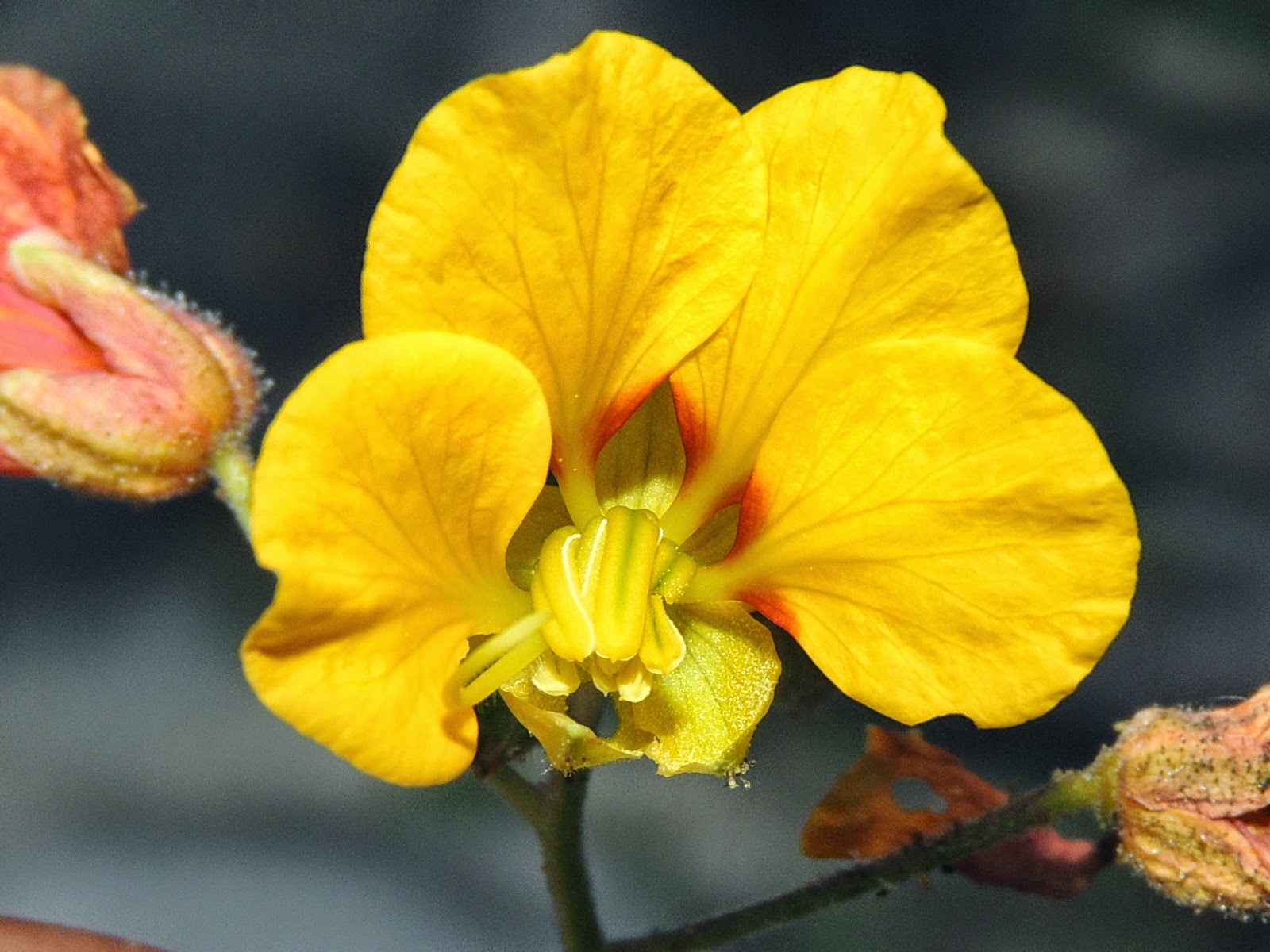 The Flowering plants Leguminosae Fabaceae Caesalpinioideae