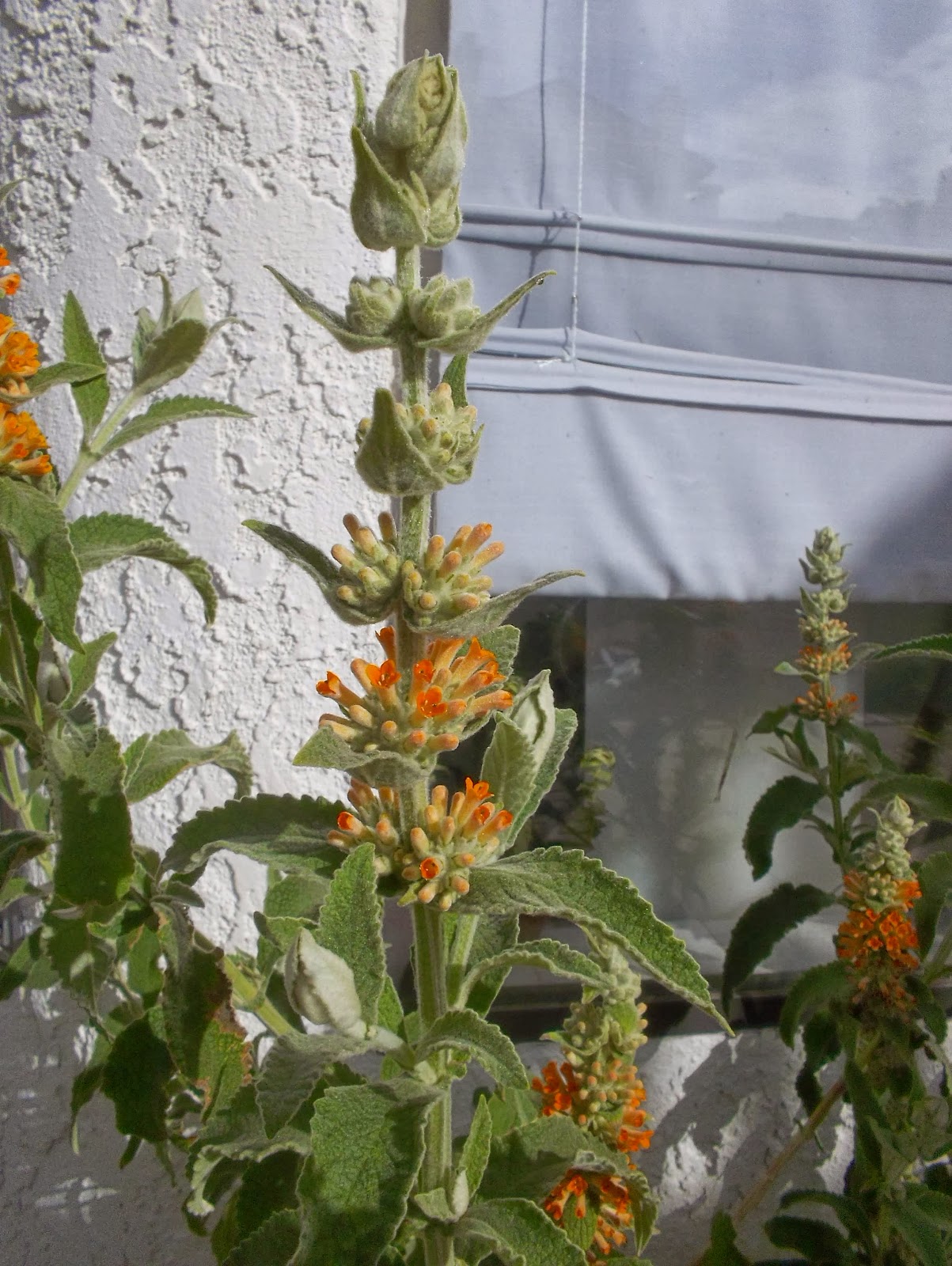 Gardening Turned Up To Eleven My Favorite Plant This Week